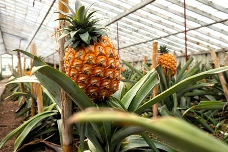 Bezoek de ananasplantage op de Azoren