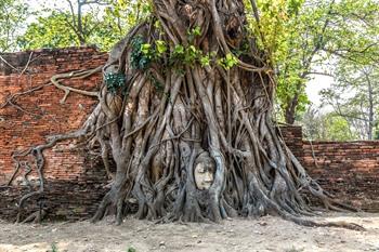 Boeddhahoofd verstrengeld in een boomstam, Ayutthaya