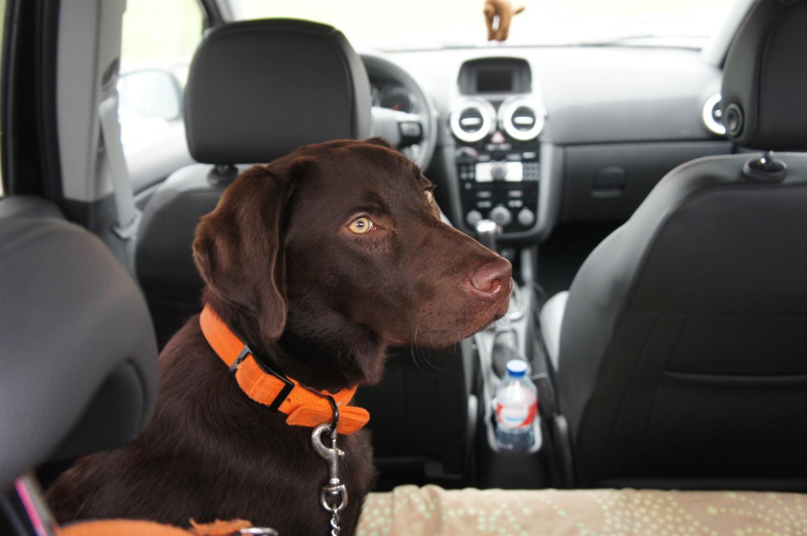 Tom Audreath kom tot rust Geef energie Hond in de auto vervoeren? 5 veilige tips