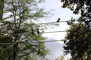 Koelepietjes van Kunstenaar Frankey, Heerlen