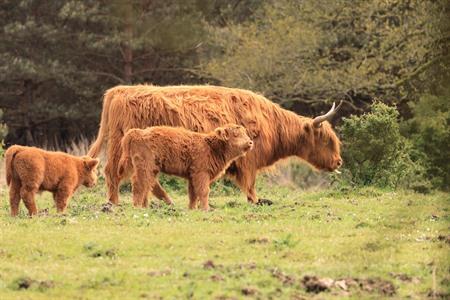 Rondreis op de Veluwe roadtrip