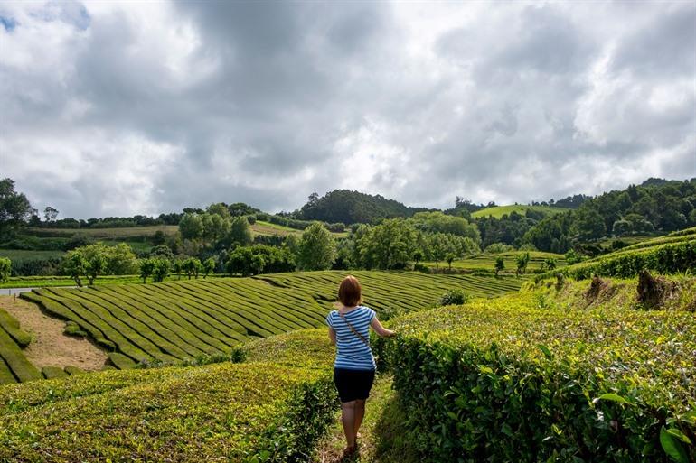 Theefabriek van Gorreana, Sao Miguel